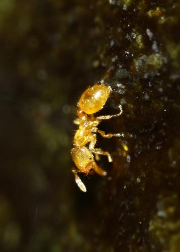 Solenopsis sp.
